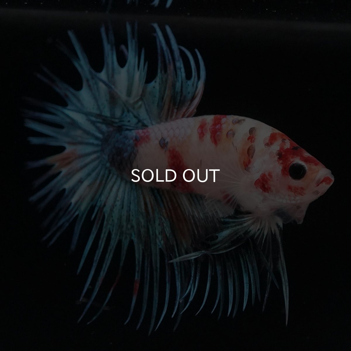 画像5: CT キャンディ (5)