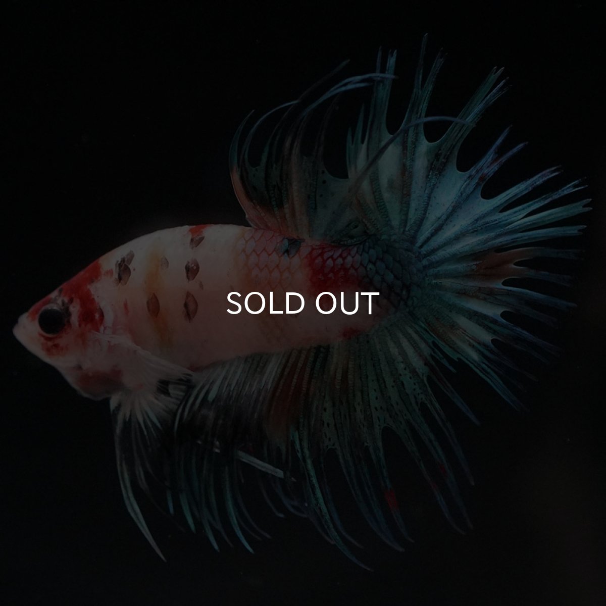 画像4: CT キャンディ (4)