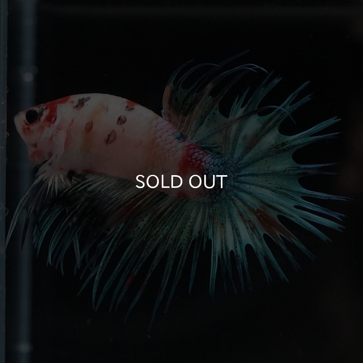 画像6: CT キャンディ (6)