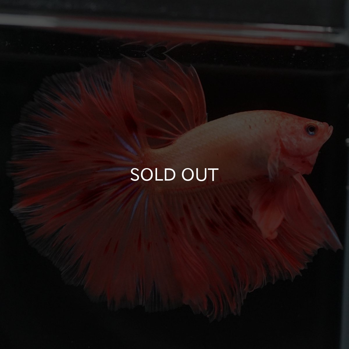 画像5: HM アルマゲドン (5)