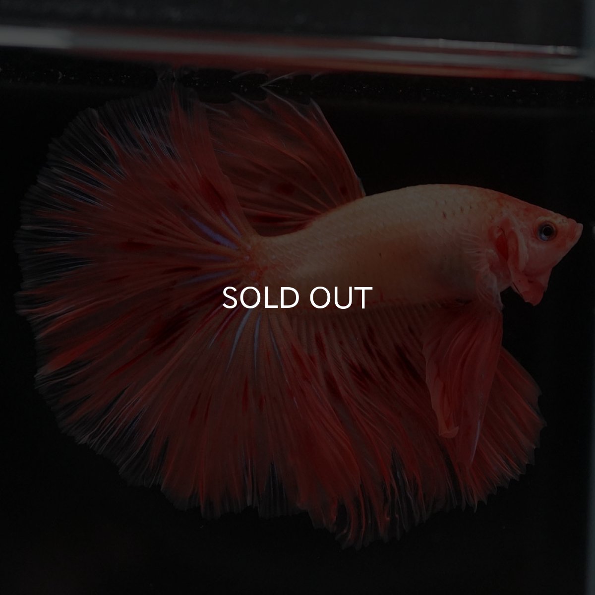 画像9: HM アルマゲドン (9)