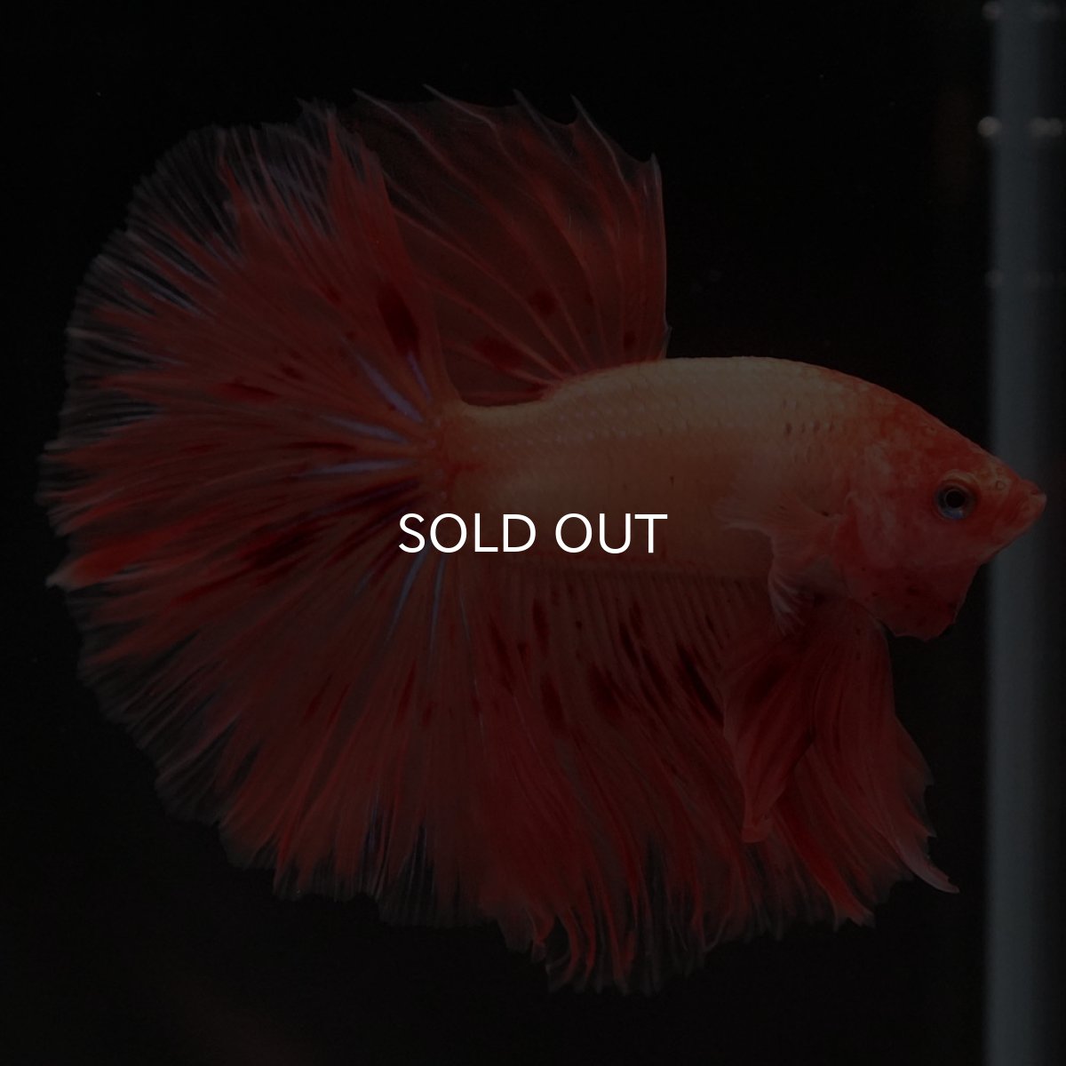 画像2: HM アルマゲドン (2)