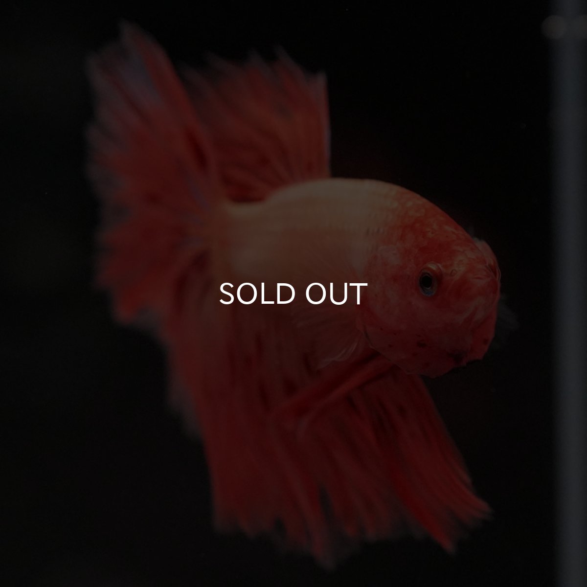 画像3: HM アルマゲドン (3)