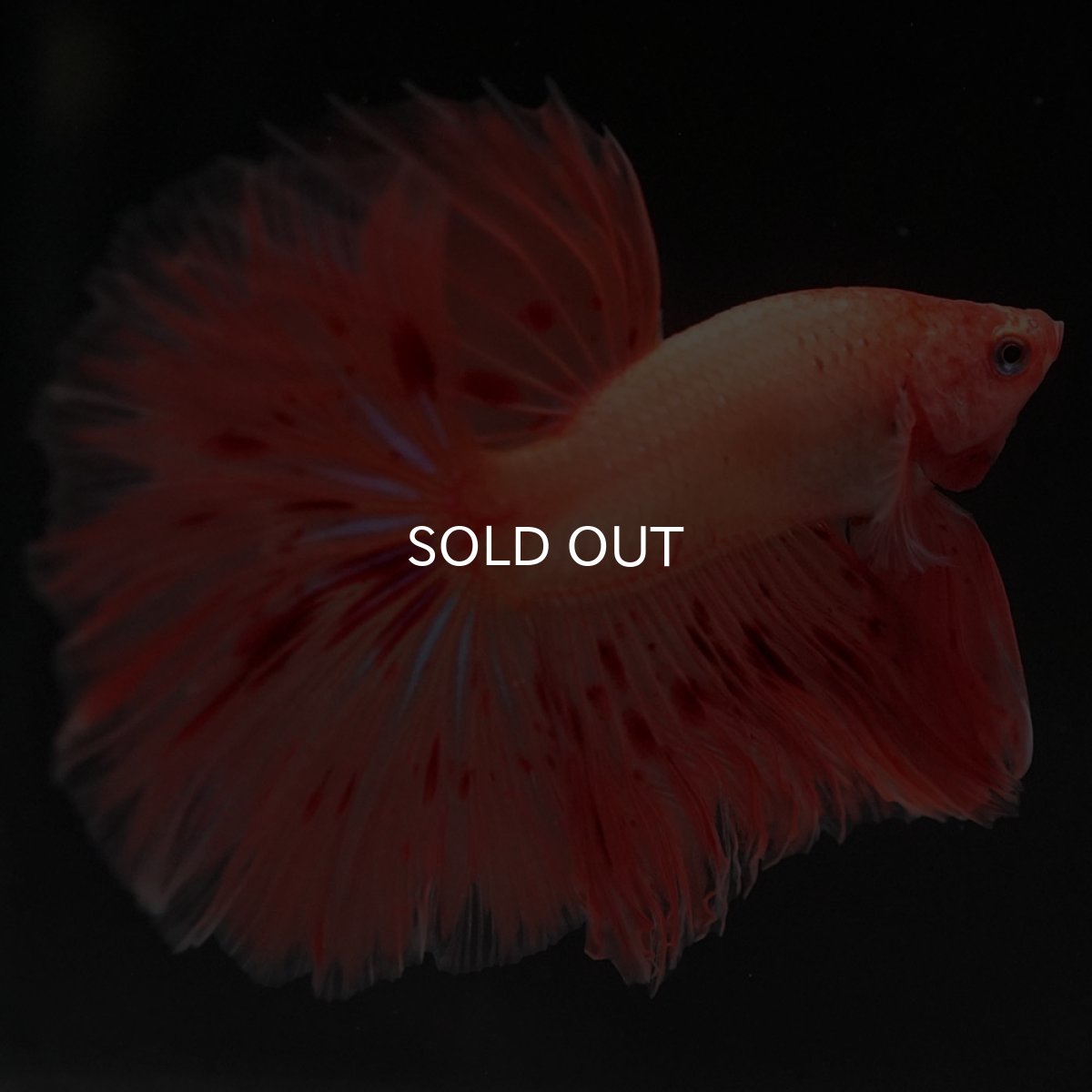 画像8: HM アルマゲドン (8)