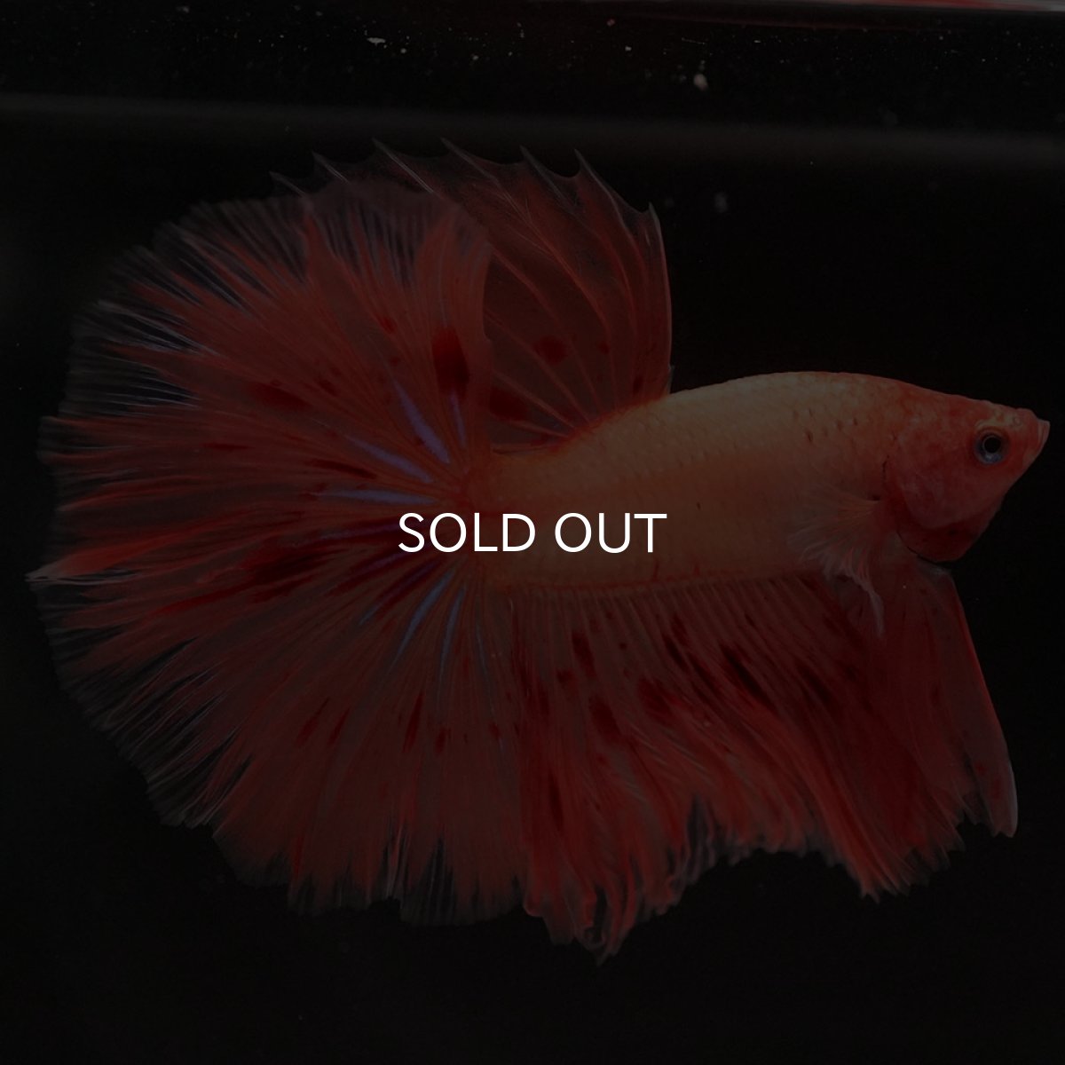 画像7: HM アルマゲドン (7)