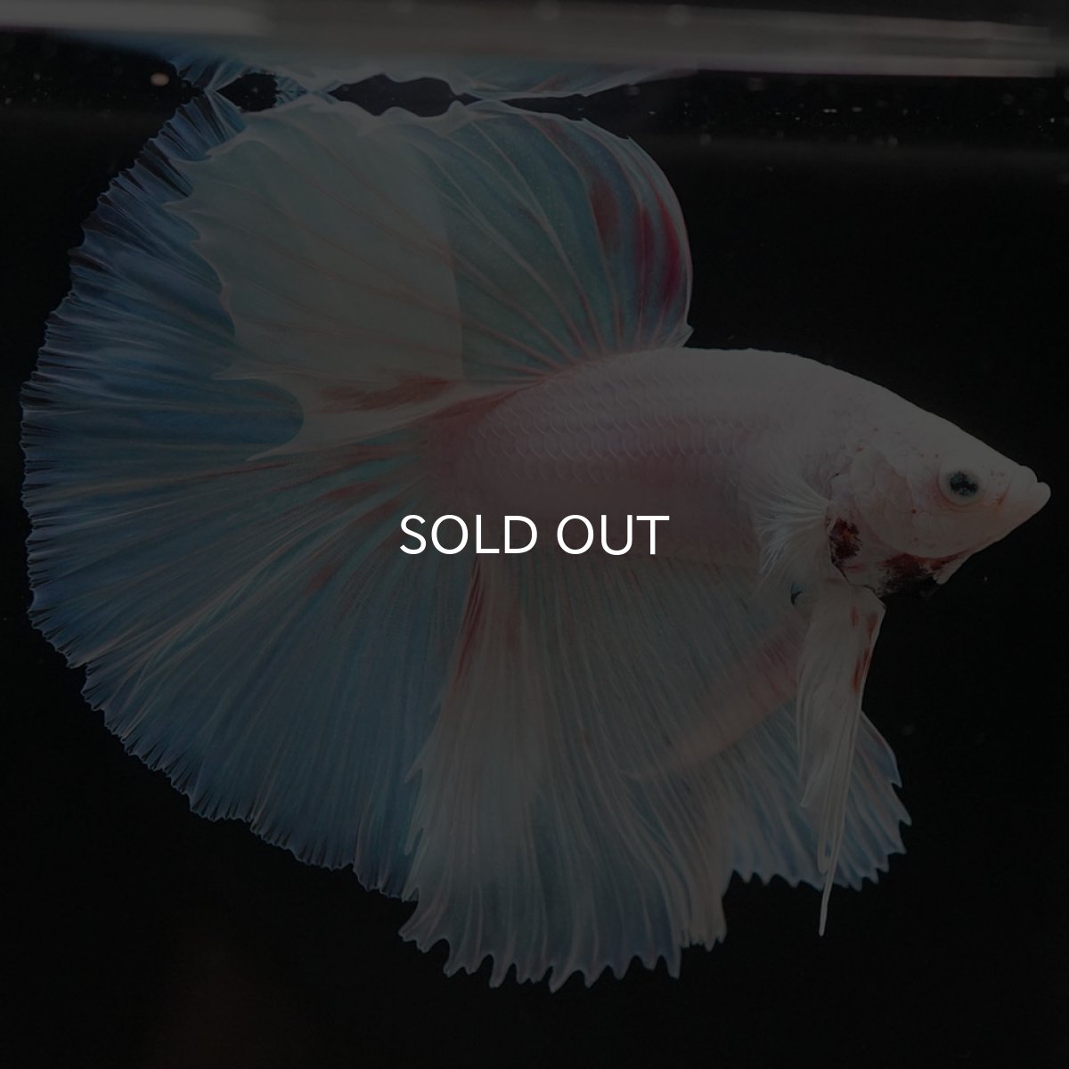 画像7: HM ホワイトファンシー (7)