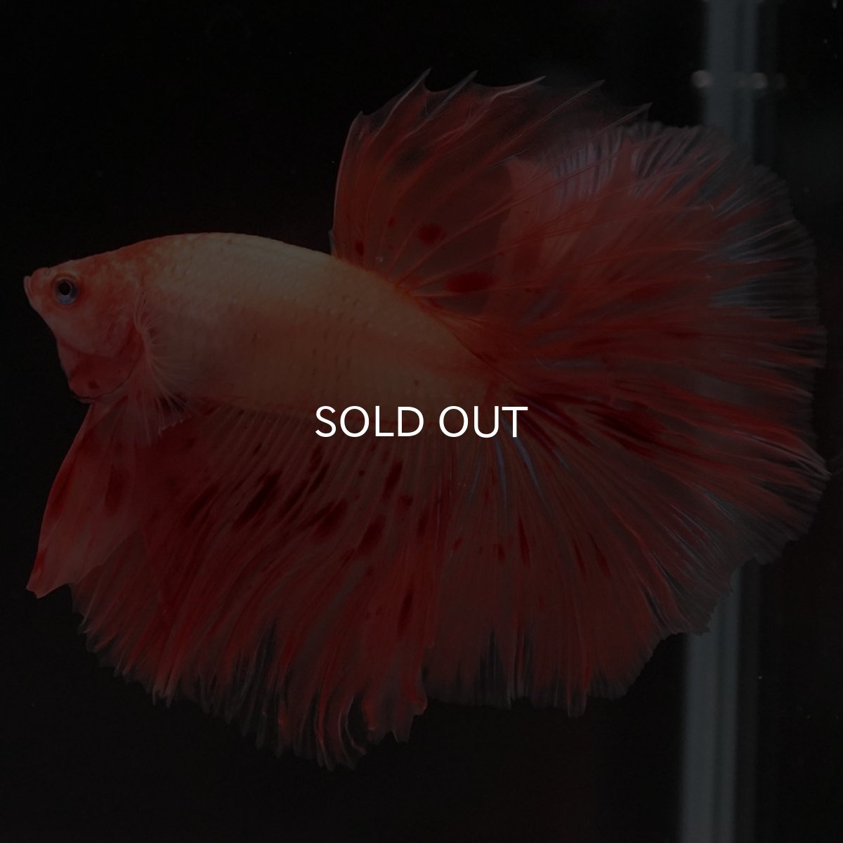 画像4: HM アルマゲドン (4)