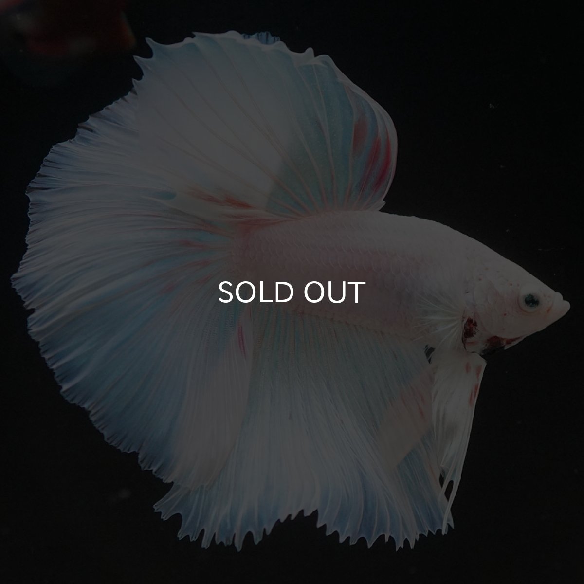 画像2: HM ホワイトファンシー (2)