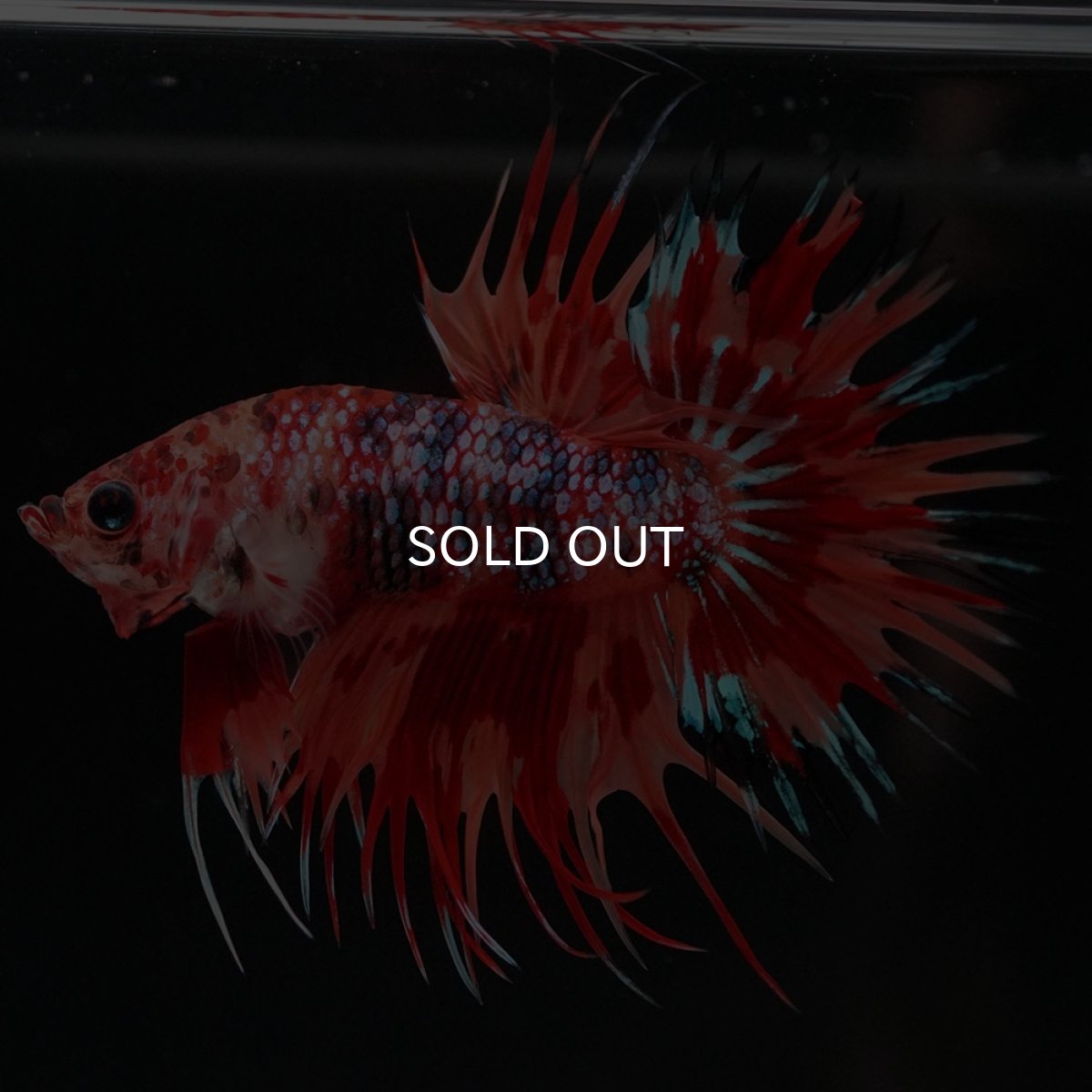 画像2: CT キャンディ (2)