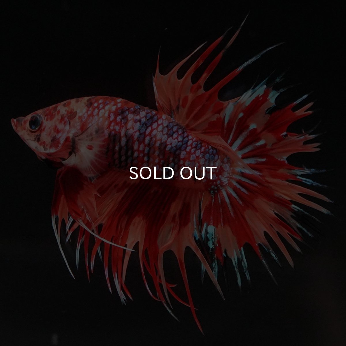 画像5: CT キャンディ (5)