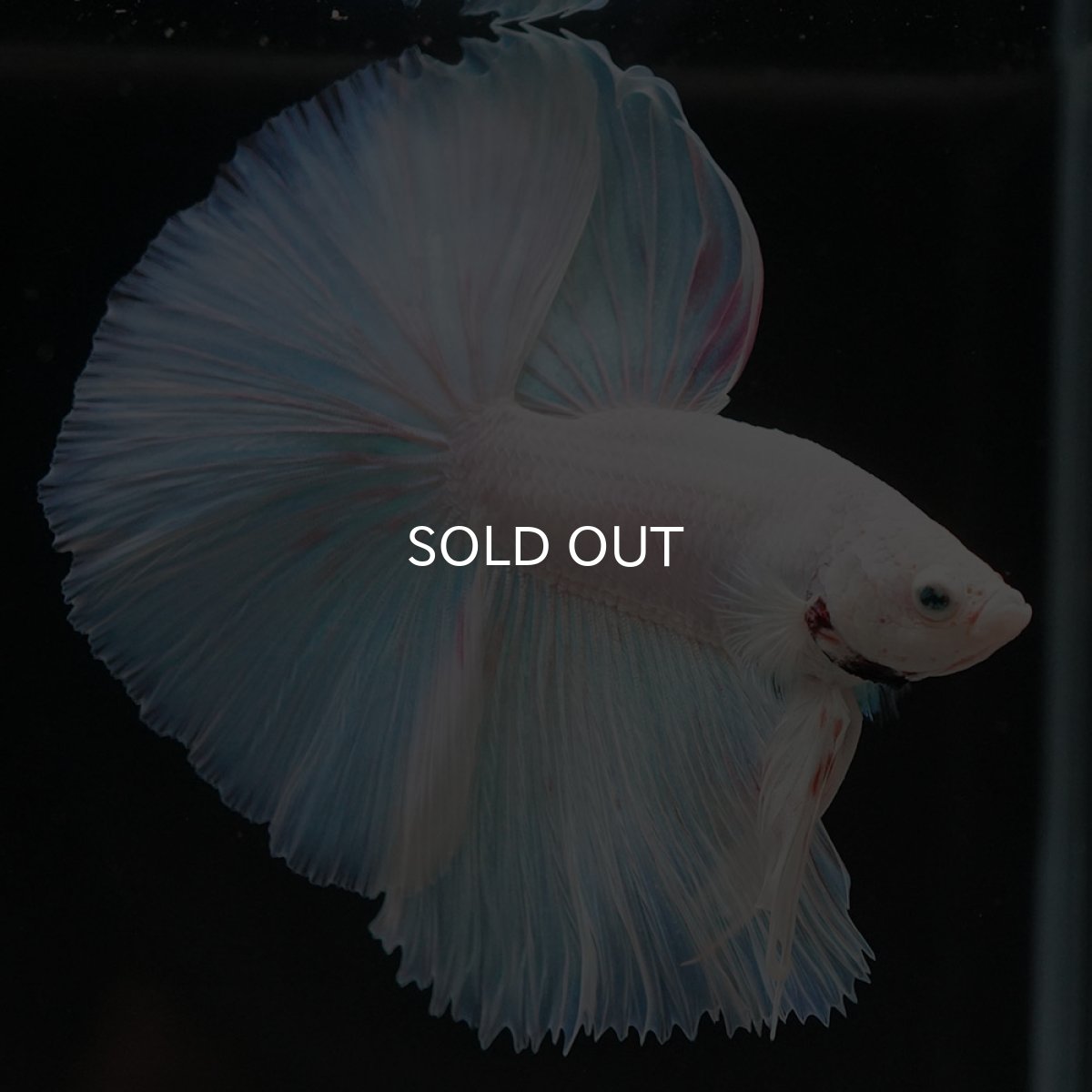 画像4: HM ホワイトファンシー (4)