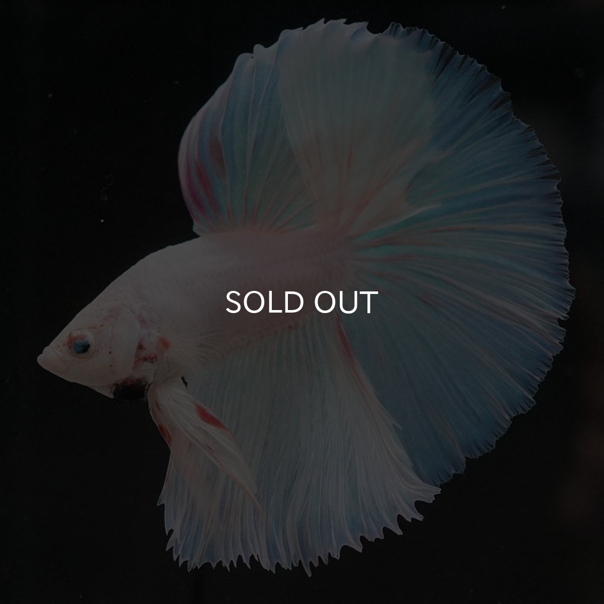 画像3: HM ホワイトファンシー (3)