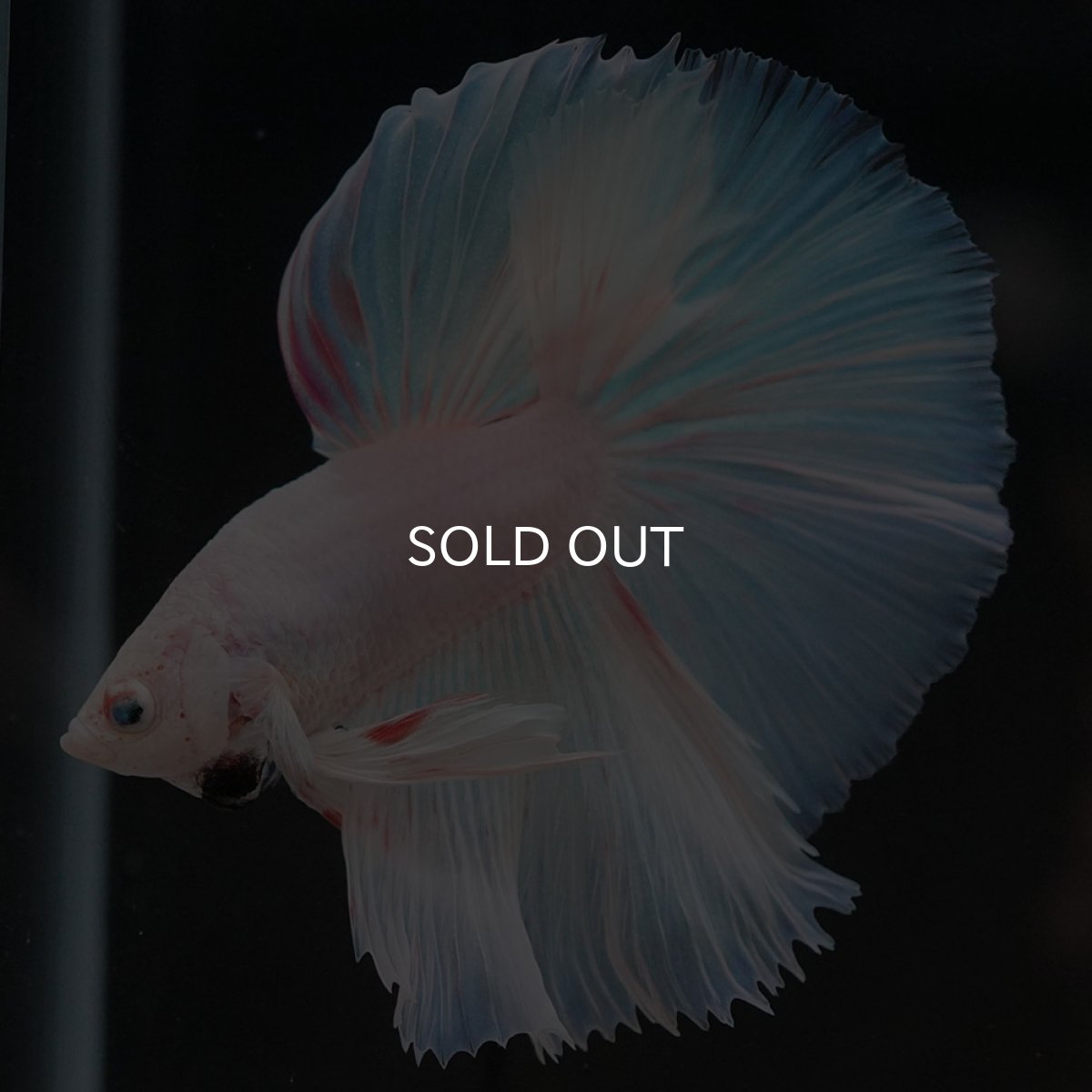 画像5: HM ホワイトファンシー (5)