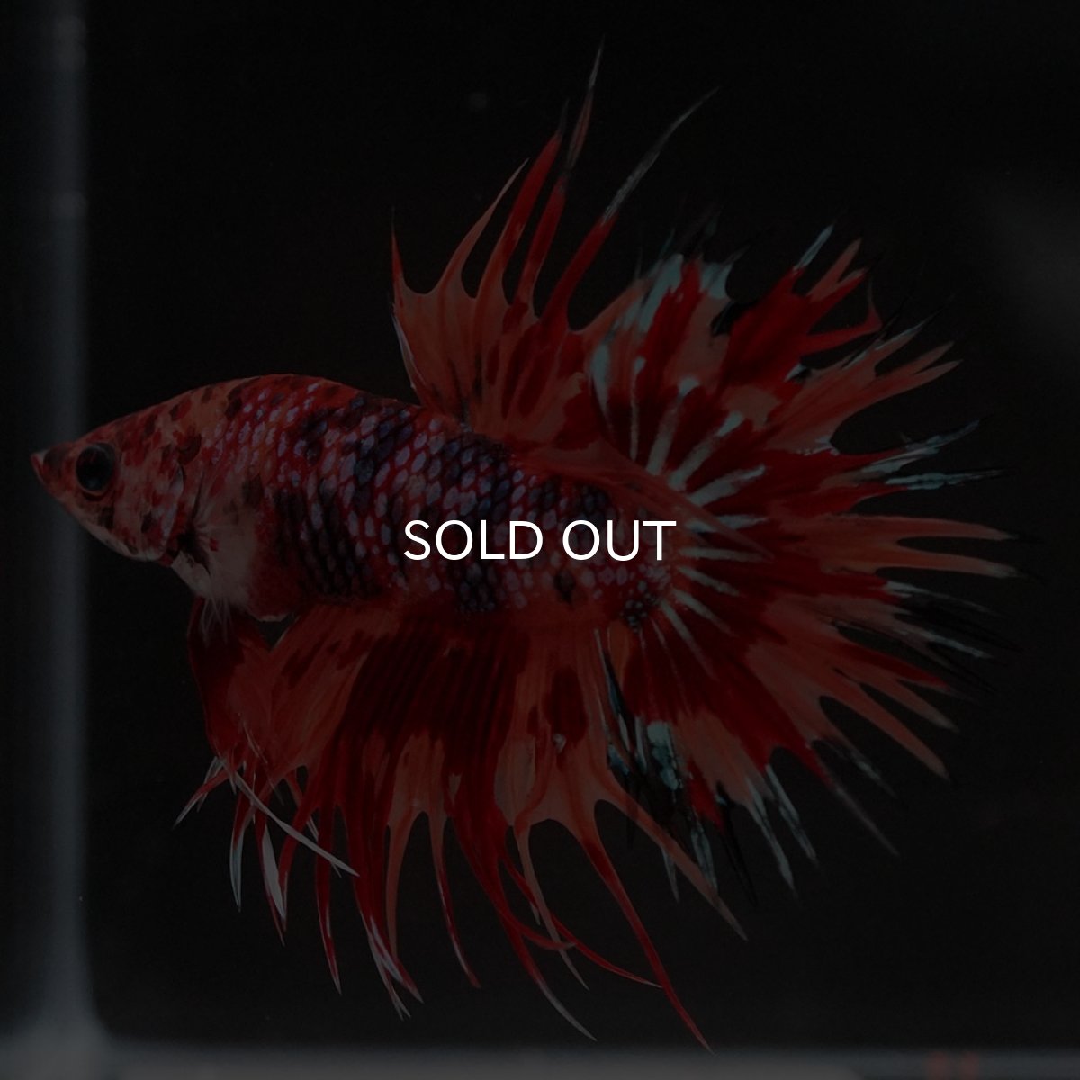 画像4: CT キャンディ (4)