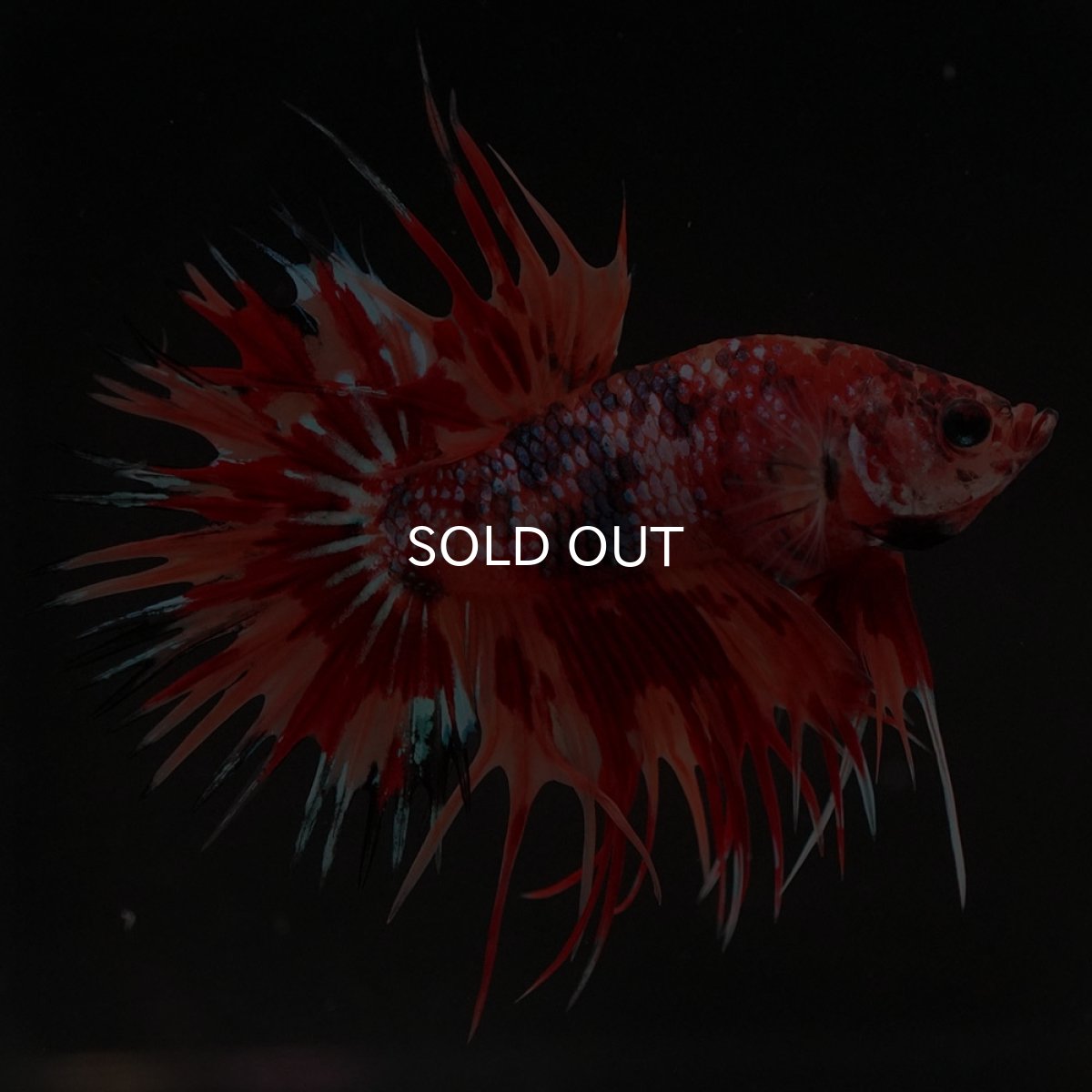 画像3: CT キャンディ (3)