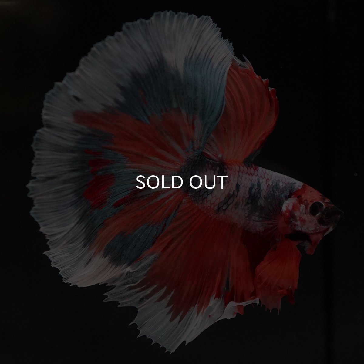 画像3: HM キャンディ (3)