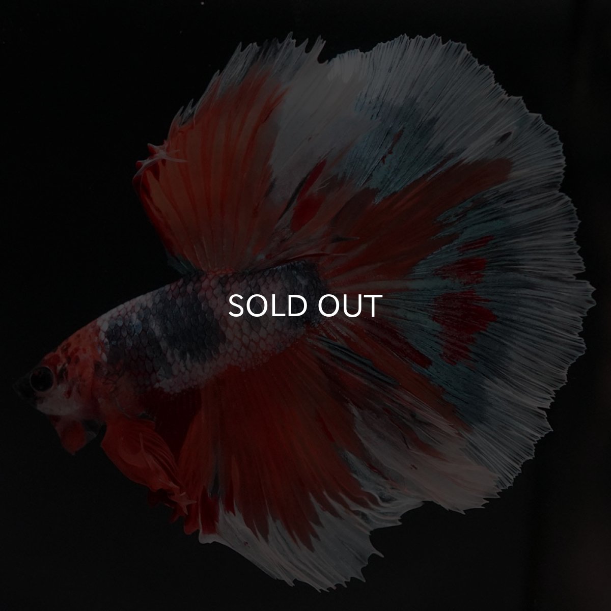 画像4: HM キャンディ (4)