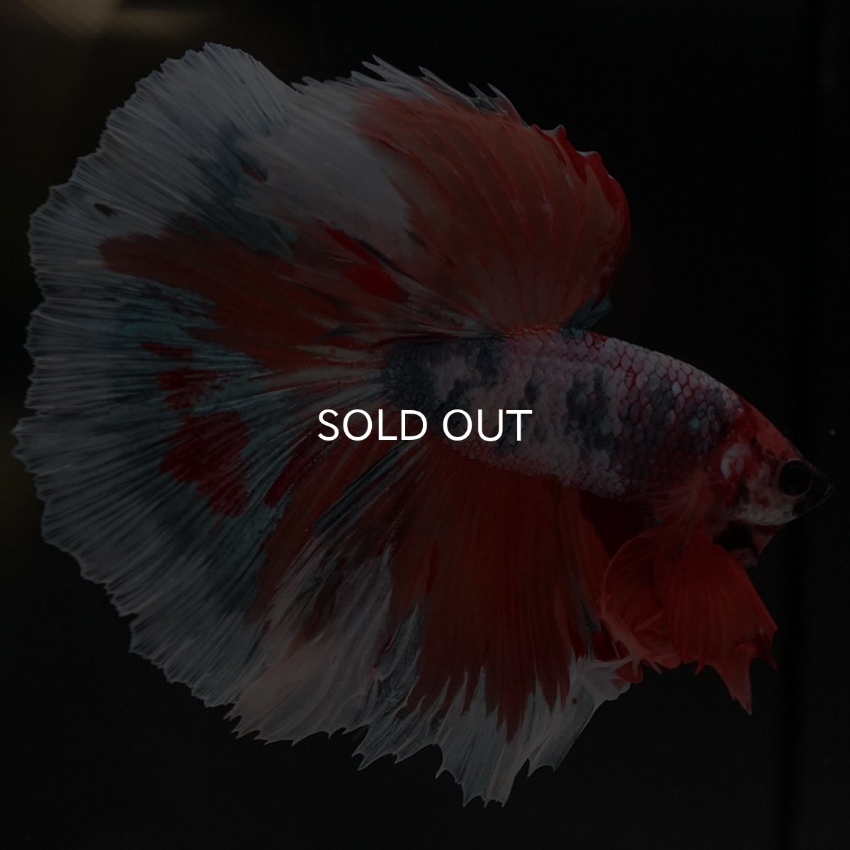 画像13: HM キャンディ (13)