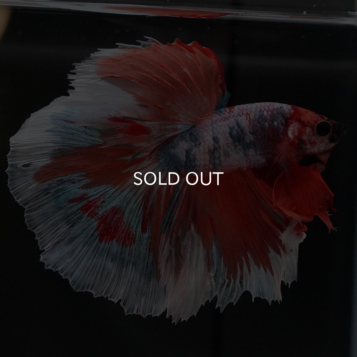 画像12: HM キャンディ (12)