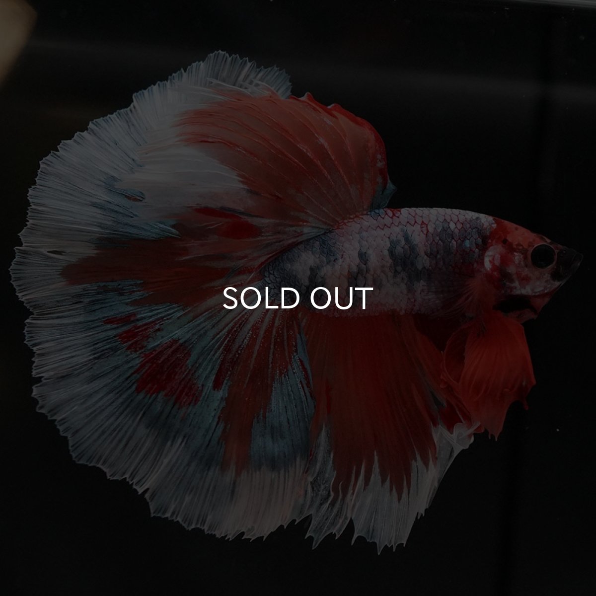 画像11: HM キャンディ (11)