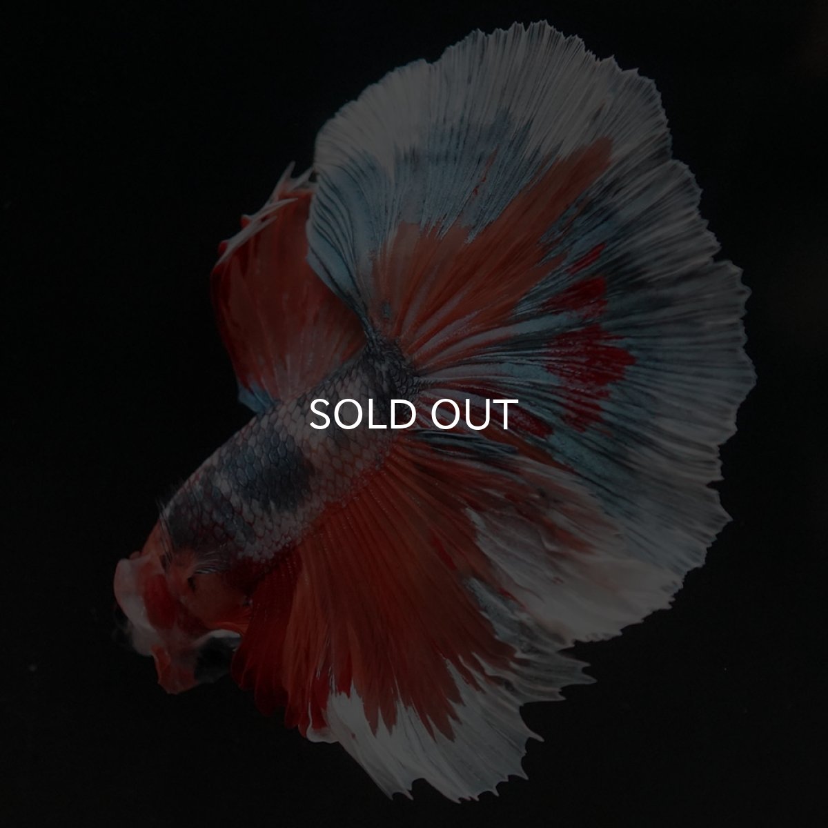 画像8: HM キャンディ (8)