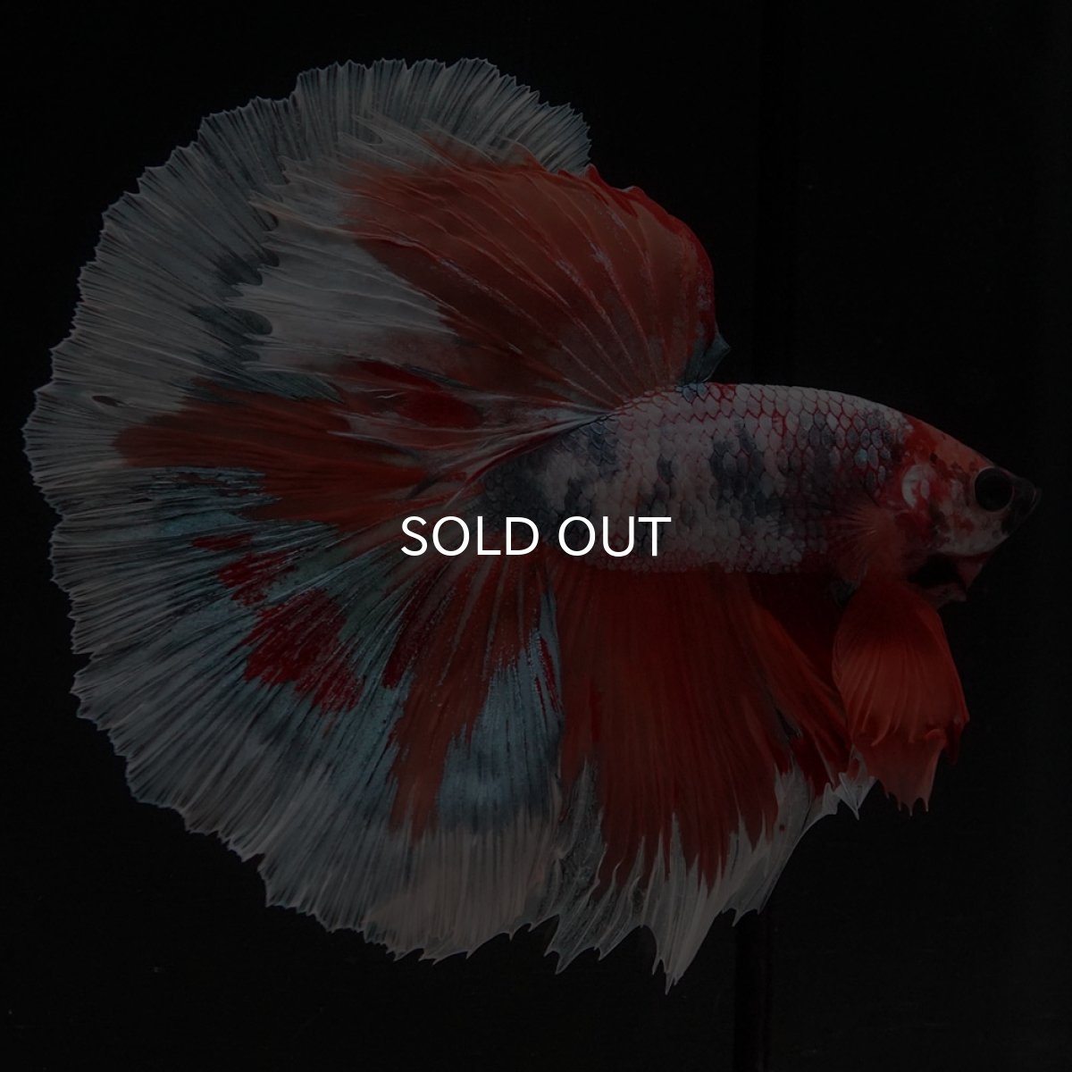 画像10: HM キャンディ (10)