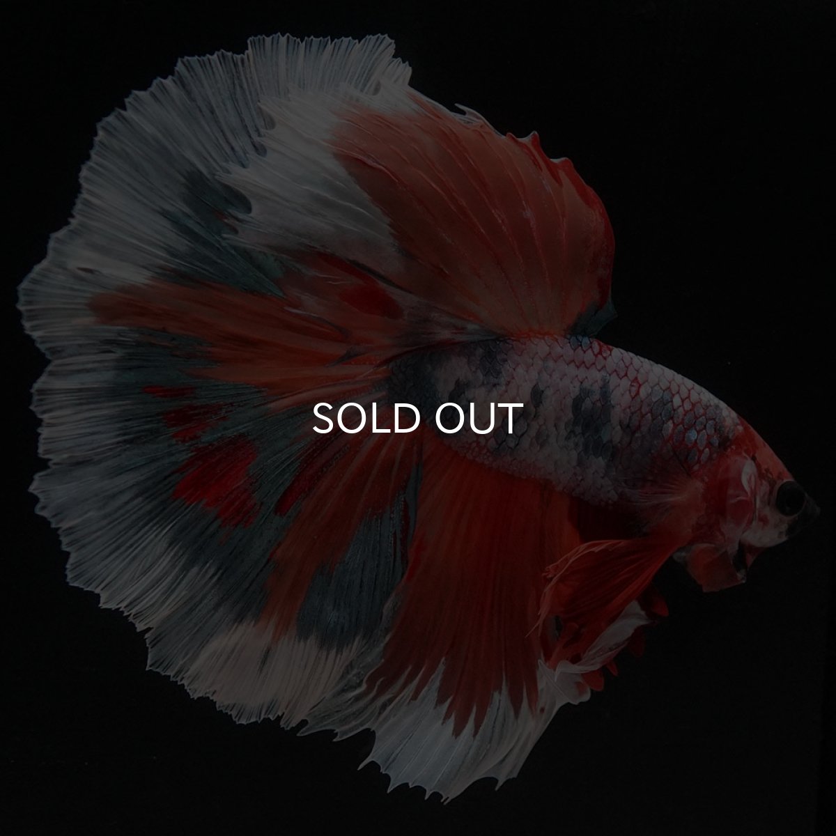 画像9: HM キャンディ (9)