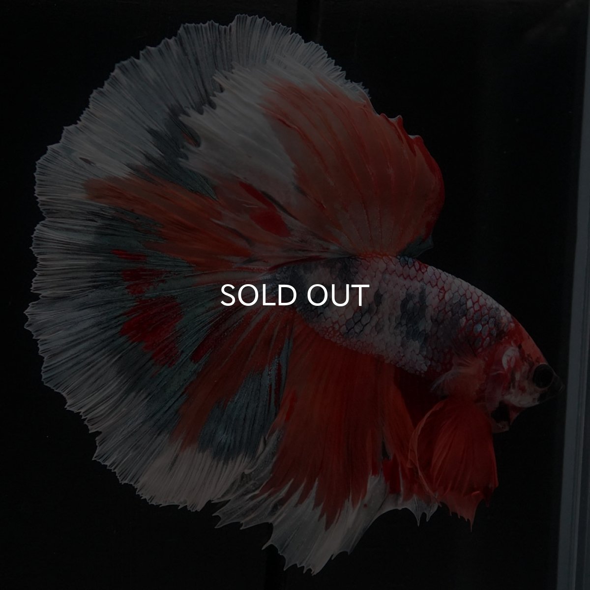 画像5: HM キャンディ (5)