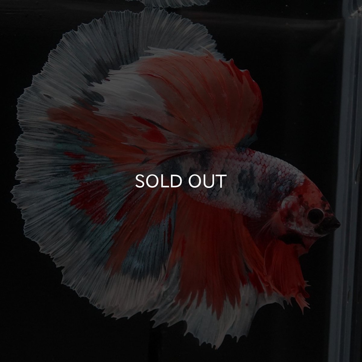 画像7: HM キャンディ (7)