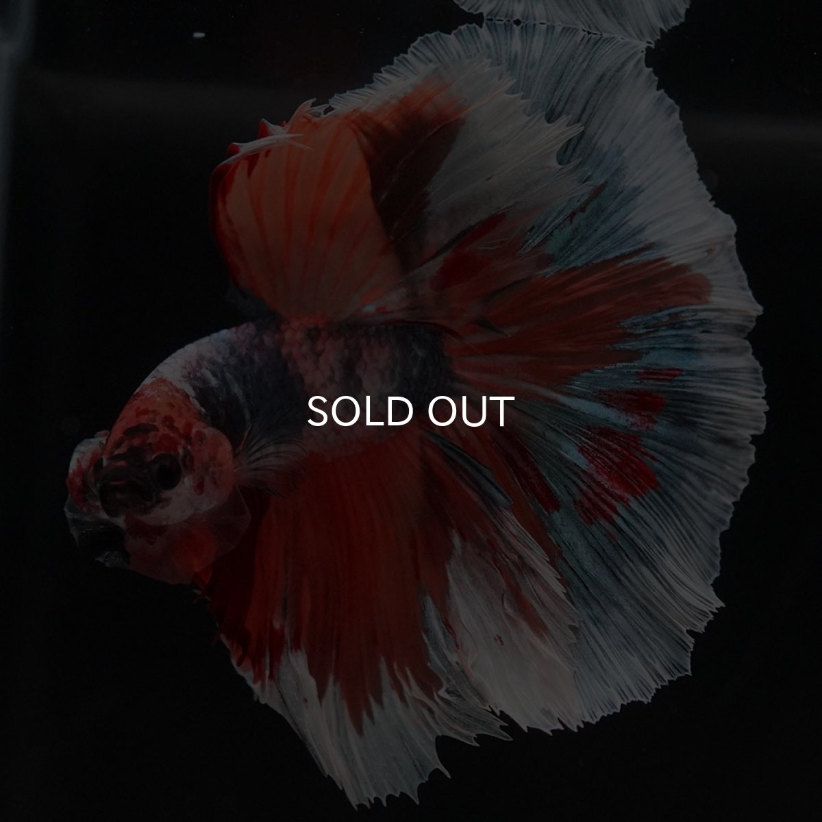 画像2: HM キャンディ (2)