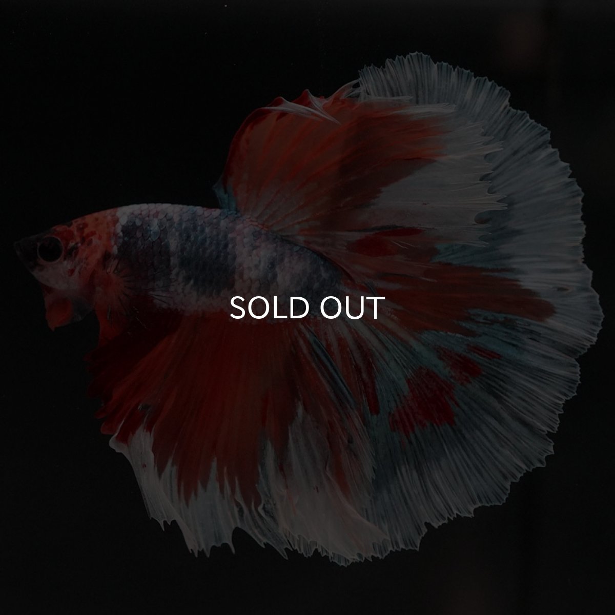 画像6: HM キャンディ (6)