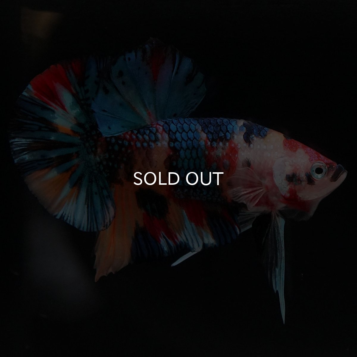 画像11: HMPK キャンディギャラクシー (11)