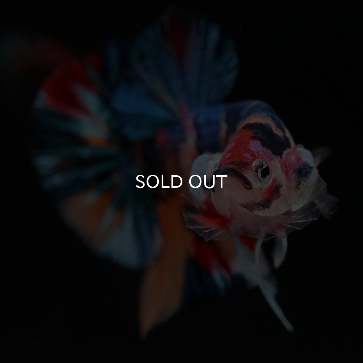 画像3: HMPK キャンディギャラクシー (3)