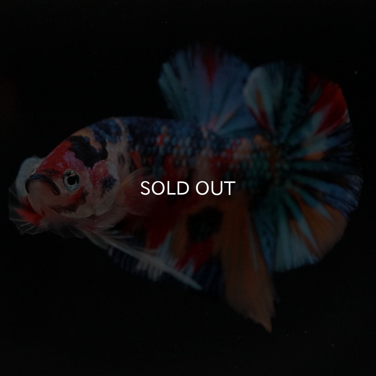 画像12: HMPK キャンディギャラクシー (12)