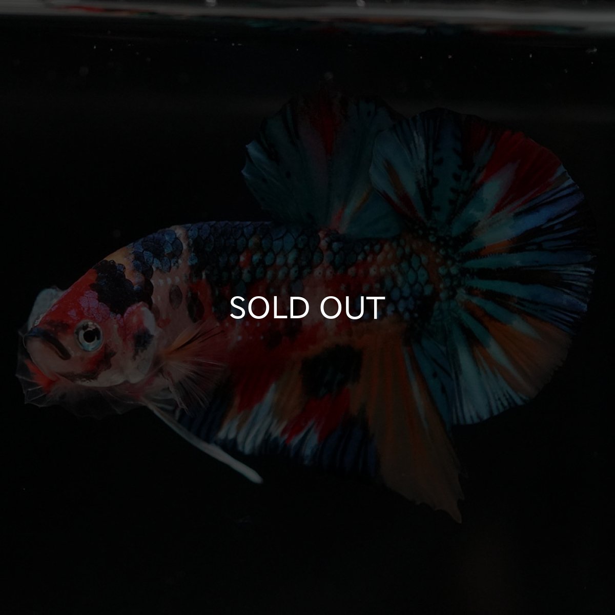 画像10: HMPK キャンディギャラクシー (10)