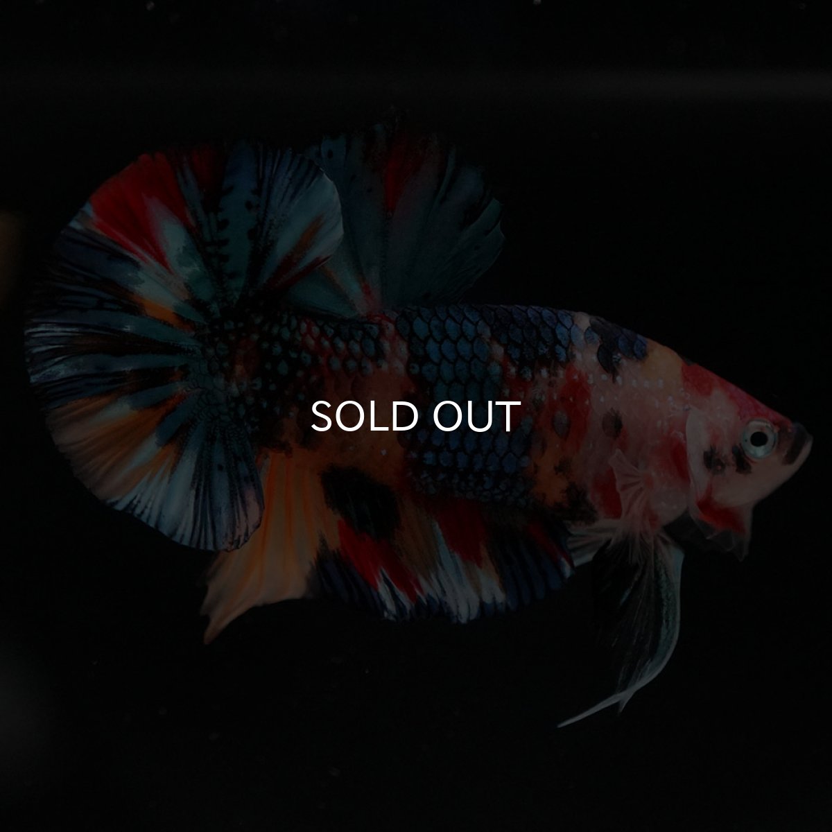 画像9: HMPK キャンディギャラクシー (9)