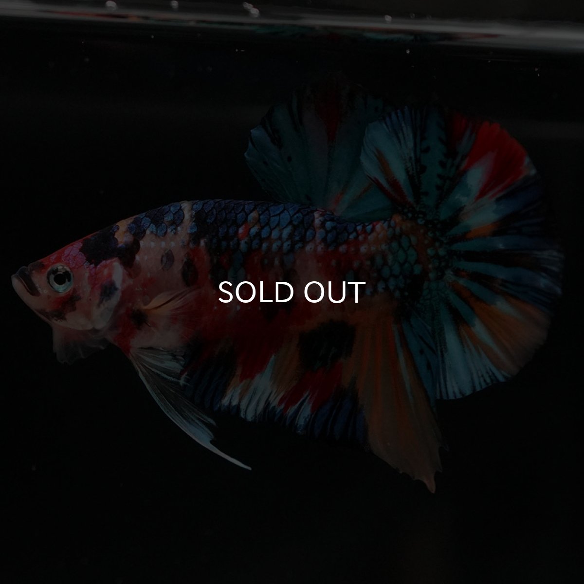 画像8: HMPK キャンディギャラクシー (8)