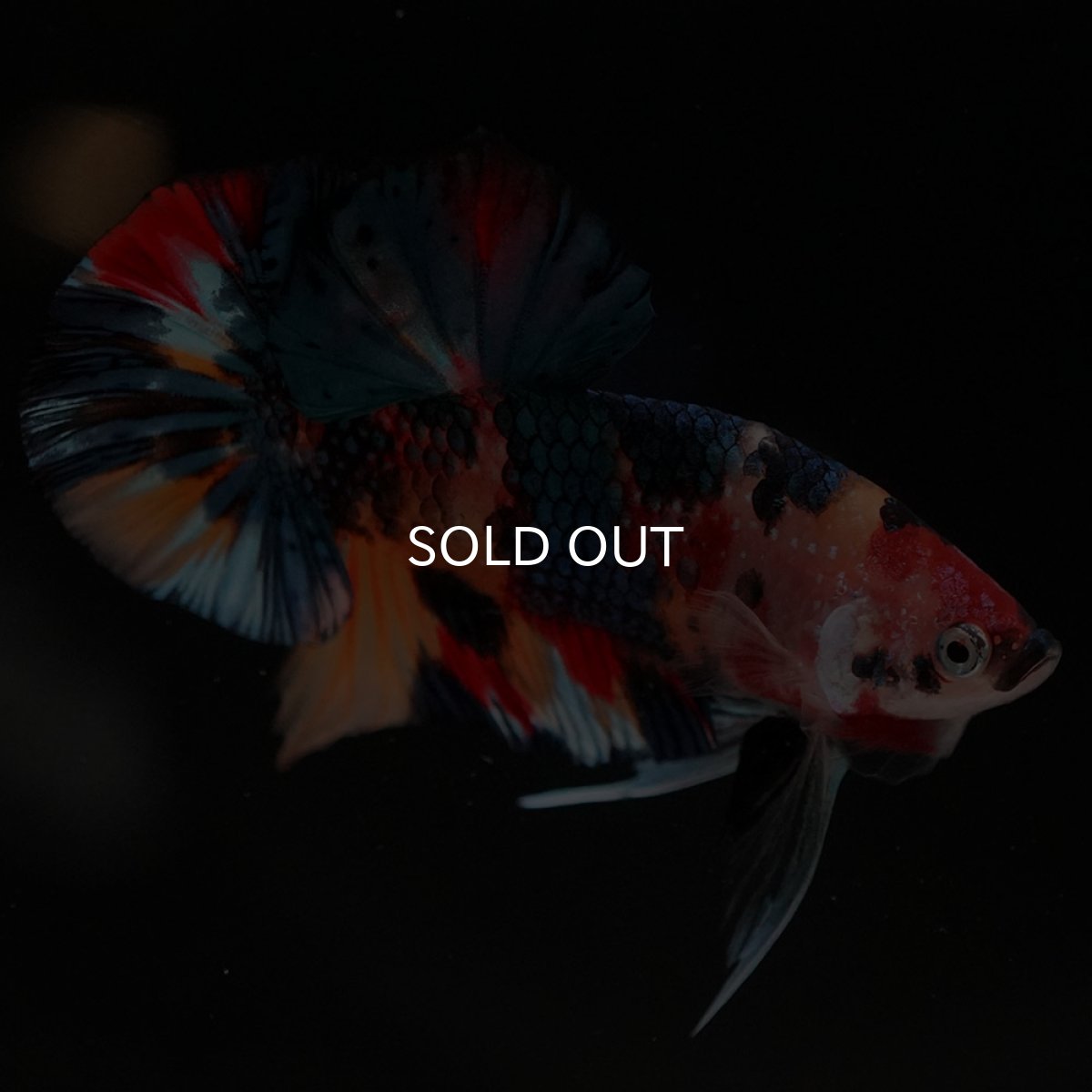 画像6: HMPK キャンディギャラクシー (6)