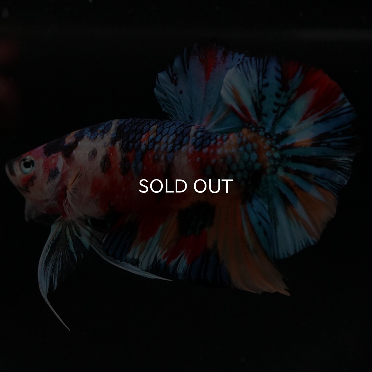 画像5: HMPK キャンディギャラクシー (5)