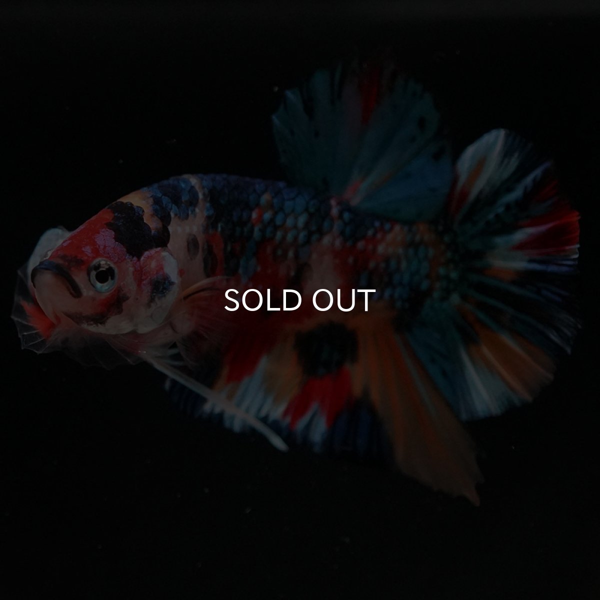 画像7: HMPK キャンディギャラクシー (7)