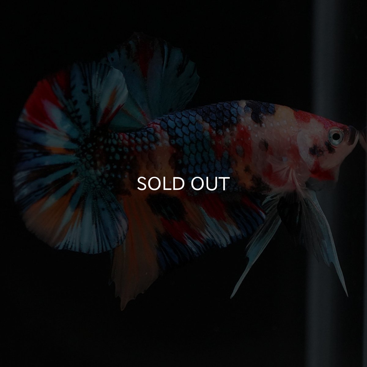 画像4: HMPK キャンディギャラクシー (4)