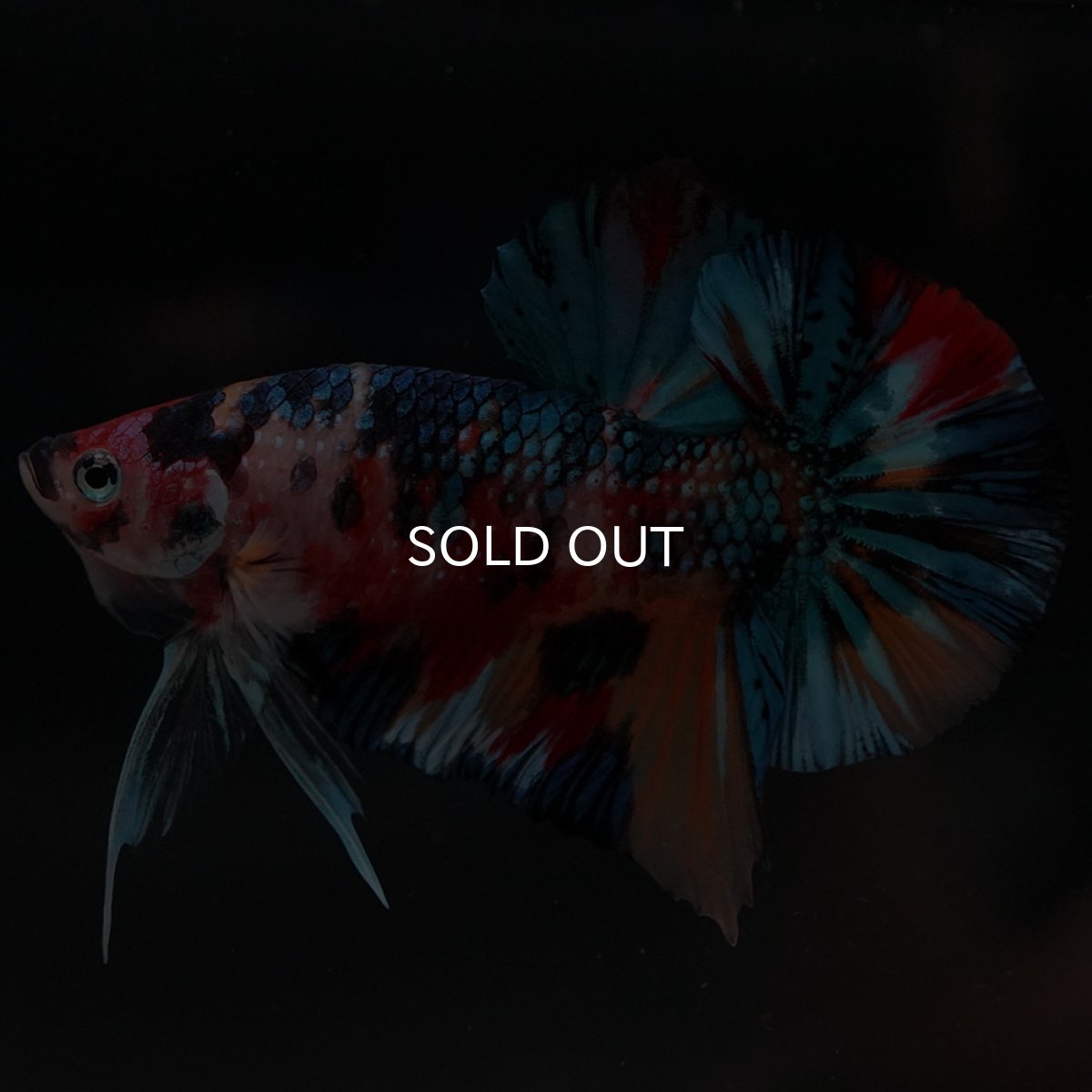 画像2: HMPK キャンディギャラクシー (2)