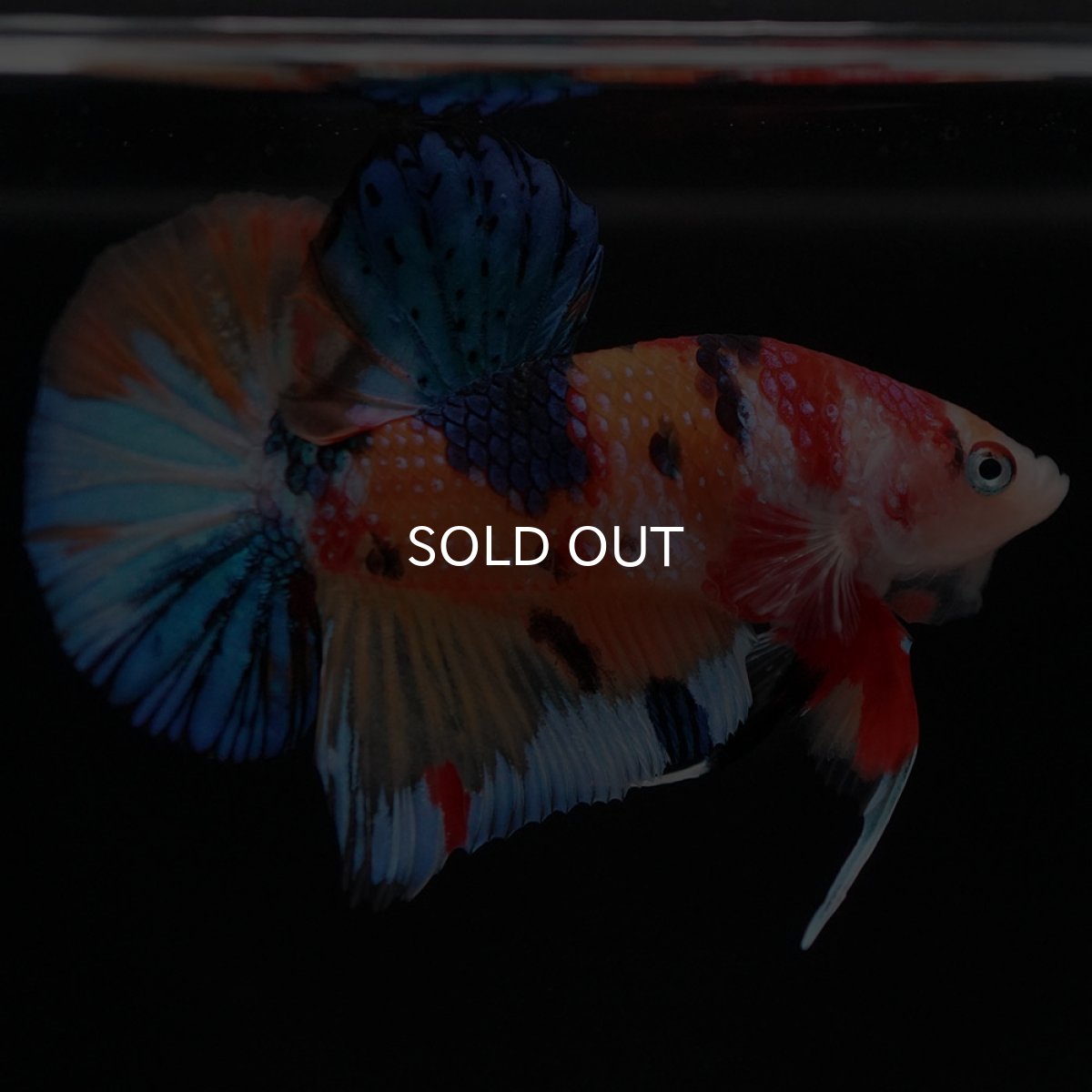 画像7: HMPK キャンディ (7)