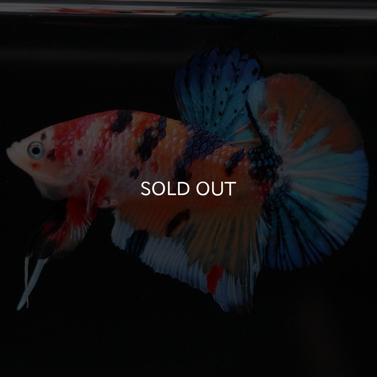 画像6: HMPK キャンディ (6)