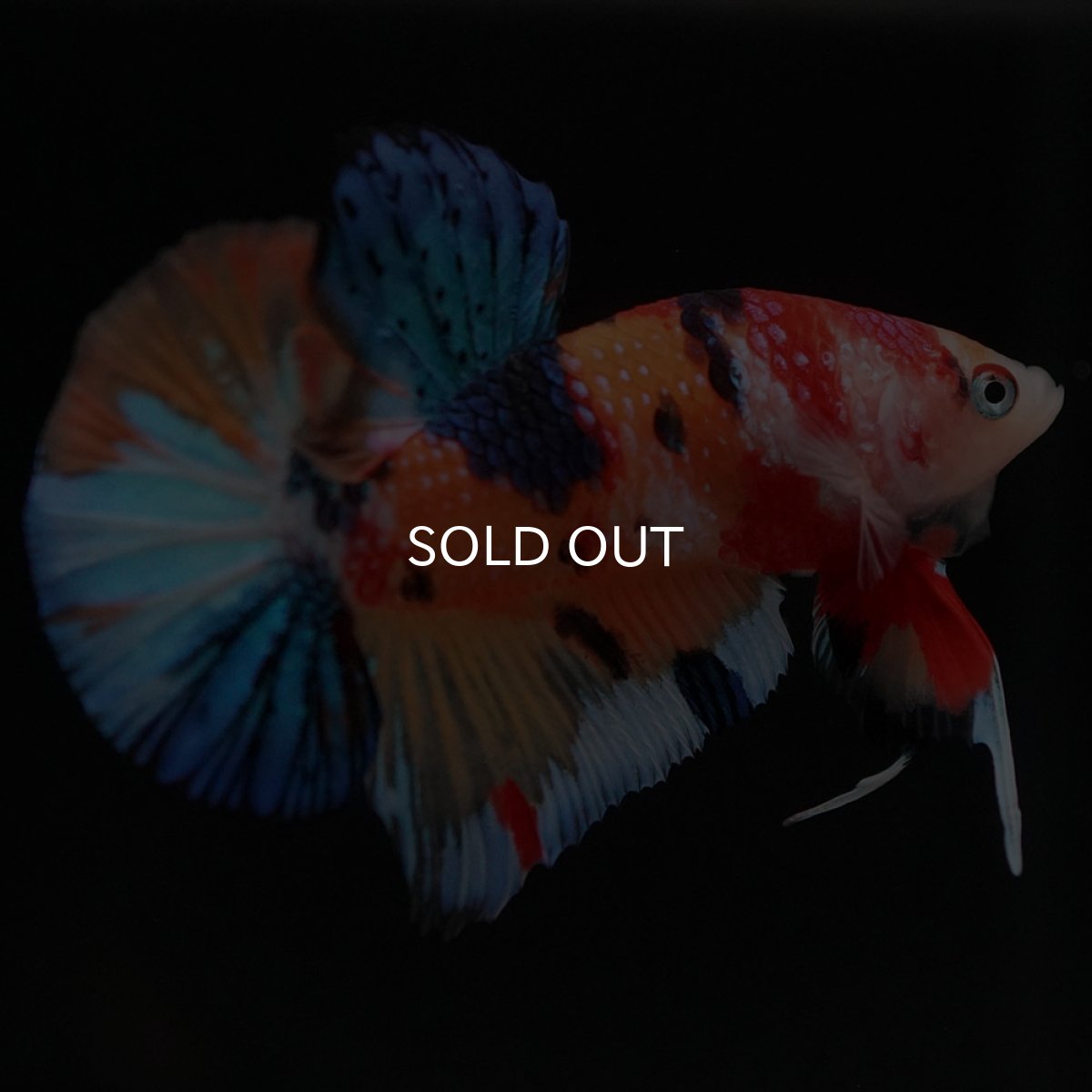 画像5: HMPK キャンディ (5)