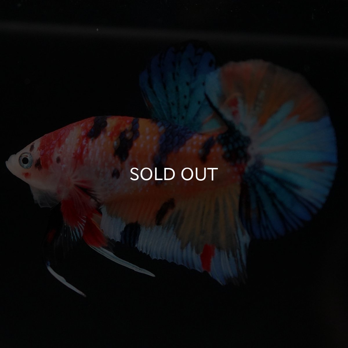 画像4: HMPK キャンディ (4)