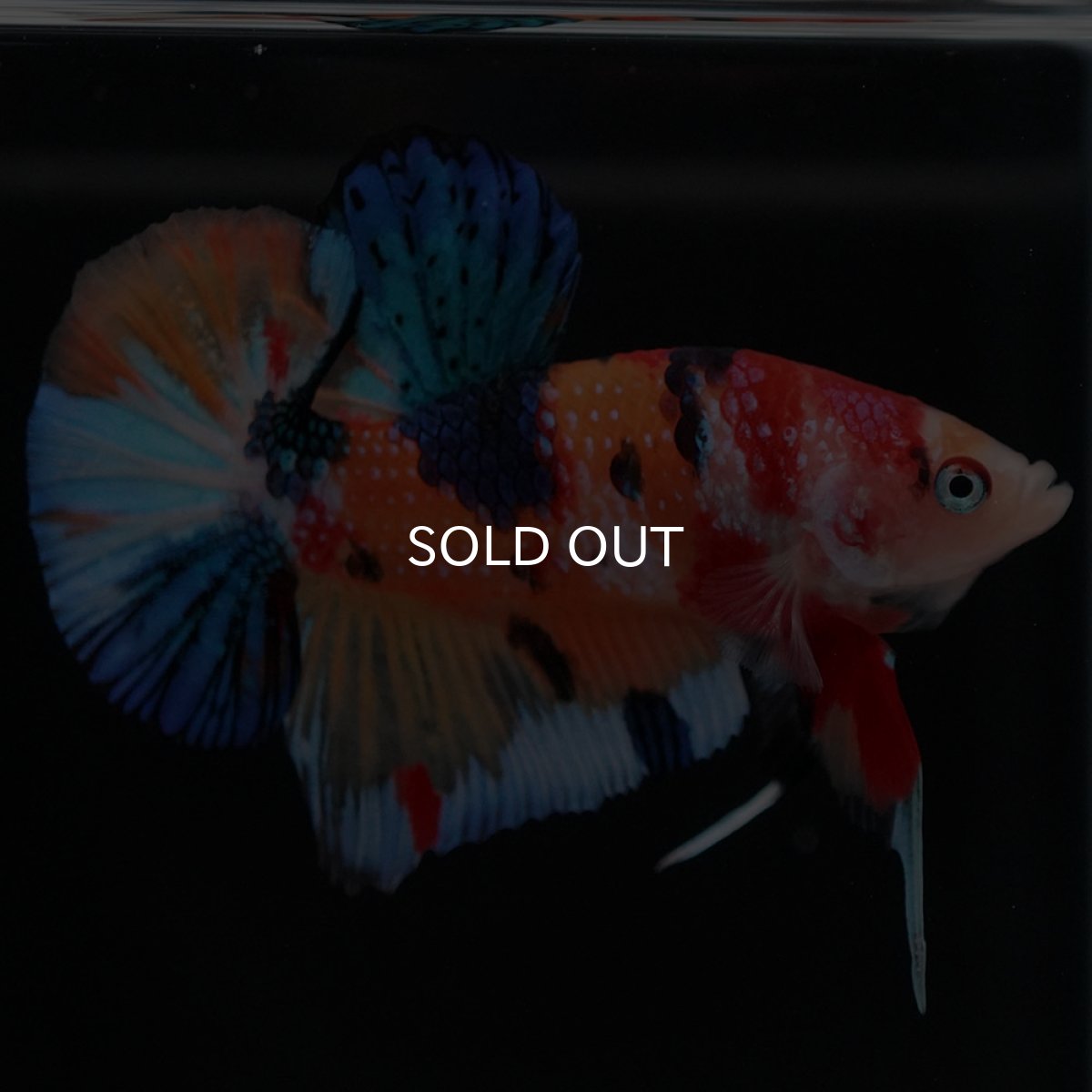 画像3: HMPK キャンディ (3)