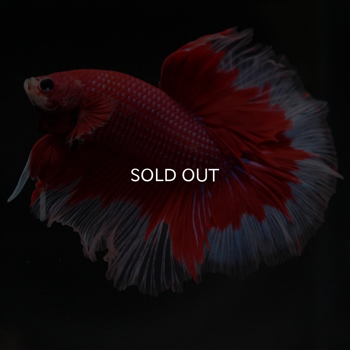 画像4: HM　レッドバタフライ (4)