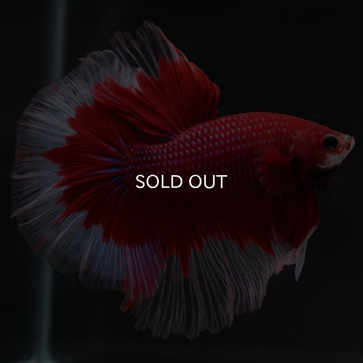 画像5: HM　レッドバタフライ (5)