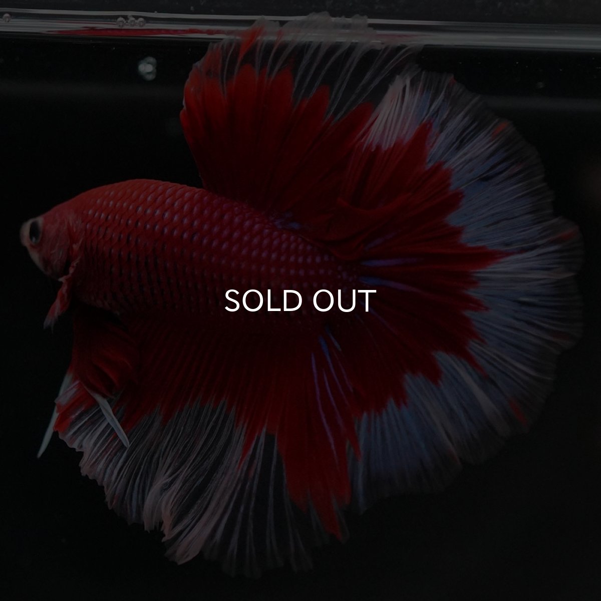 画像6: HM　レッドバタフライ (6)